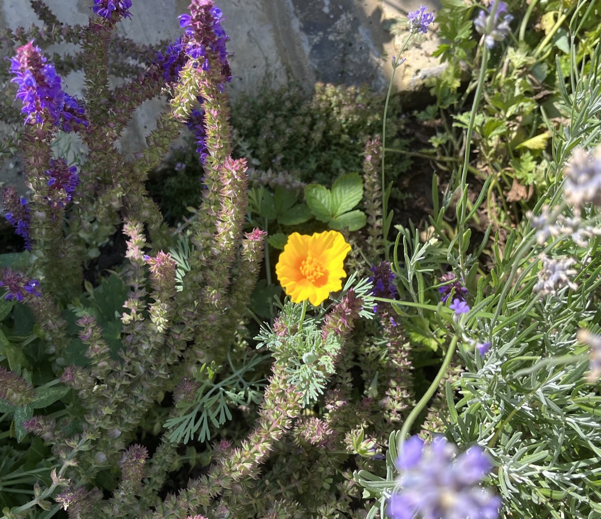 An orange California poppy in bloom