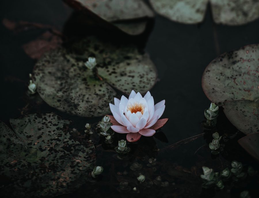 A pale water lily floating on dark, still water